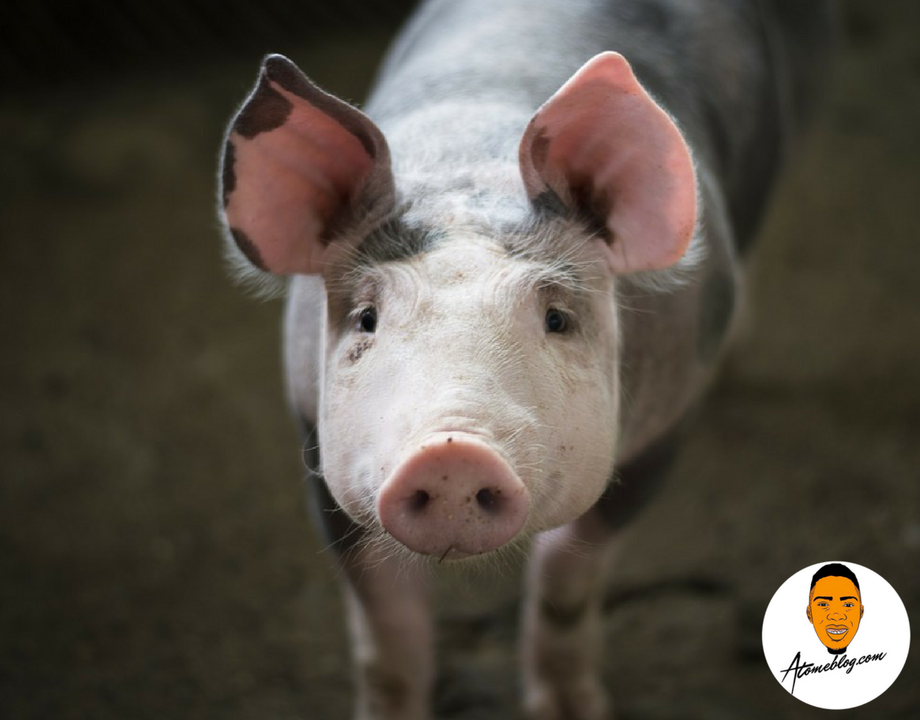 Article : M&eacute;chant Beau-P&egrave;re part 2 : Le cochon qui vivait dans nos toilettes