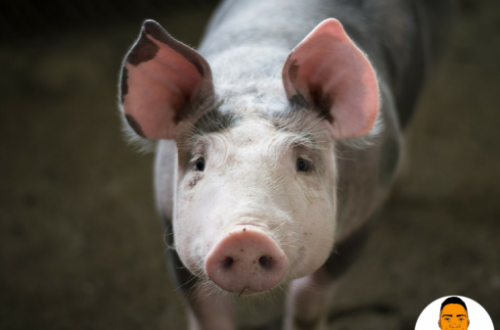Article : Méchant Beau-Père part 2 : Le cochon qui vivait dans nos toilettes